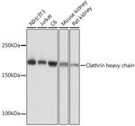 Clathrin Heavy Chain Antibody in Western Blot (WB)