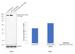 Clathrin Heavy Chain Antibody in Western Blot (WB)