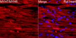 Myosin Heavy Chain Antibody in Immunohistochemistry (Paraffin) (IHC (P))