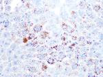 Cathepsin H/K/L/V Antibody in Immunohistochemistry (Paraffin) (IHC (P))