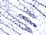 MCM5 Antibody in Immunohistochemistry (Paraffin) (IHC (P))