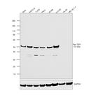 Pan TEF1 Antibody in Western Blot (WB)