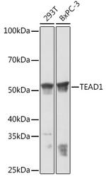 Pan TEF1 Antibody in Western Blot (WB)