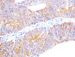 Cyclophilin 40 Antibody in Immunohistochemistry (Paraffin) (IHC (P))