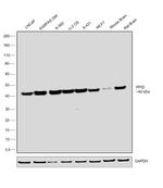 Cyclophilin 40 Antibody in Western Blot (WB)