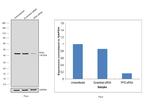 Cyclophilin 40 Antibody in Western Blot (WB)