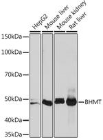 BHMT Antibody in Western Blot (WB)