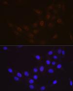 RAD23A Antibody in Immunocytochemistry (ICC/IF)