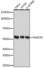 RAD23A Antibody in Western Blot (WB)