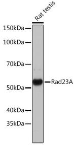 RAD23A Antibody in Western Blot (WB)