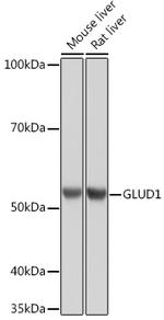 GluD1 Antibody in Western Blot (WB)