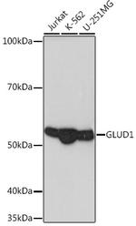 GluD1 Antibody in Western Blot (WB)