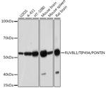 RUVBL1 Antibody in Western Blot (WB)