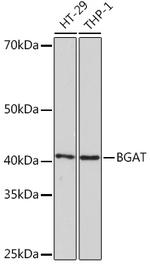 ABO Antibody in Western Blot (WB)