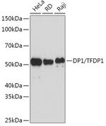 DP1 Antibody in Western Blot (WB)