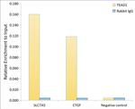 TEF1 Antibody in ChIP Assay (ChIP)