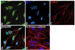 TEF1 Antibody in Immunocytochemistry (ICC/IF)