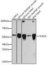 TEF1 Antibody in Western Blot (WB)