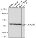 DLD Antibody in Western Blot (WB)