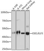 ELF3 Antibody in Western Blot (WB)