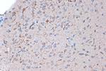 Syntenin 1 Antibody in Immunohistochemistry (Paraffin) (IHC (P))