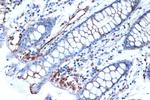 Syntenin 1 Antibody in Immunohistochemistry (Paraffin) (IHC (P))