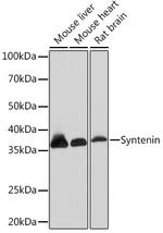 Syntenin 1 Antibody in Western Blot (WB)