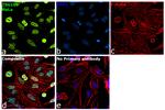 TSG101 Antibody in Immunocytochemistry (ICC/IF)