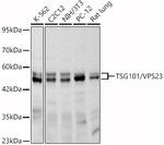 TSG101 Antibody in Western Blot (WB)