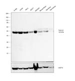 TSG101 Antibody in Western Blot (WB)