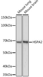 HSPA2 Antibody in Western Blot (WB)