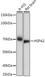 HSPA2 Antibody in Western Blot (WB)