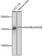 JMJD2B Antibody in Western Blot (WB)