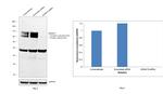 ADAM15 Antibody in Western Blot (WB)