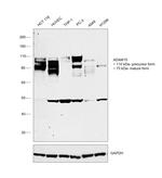 ADAM15 Antibody in Western Blot (WB)