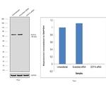 DCP1A Antibody in Western Blot (WB)