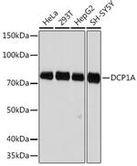 DCP1A Antibody in Western Blot (WB)