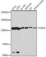 MSH2 Antibody in Western Blot (WB)