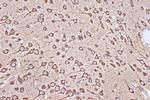 EEF1G Antibody in Immunohistochemistry (Paraffin) (IHC (P))