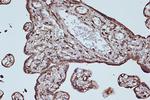 EEF1G Antibody in Immunohistochemistry (Paraffin) (IHC (P))