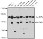 RANGAP1 Antibody in Western Blot (WB)