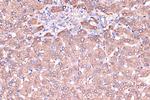 Haptoglobin Antibody in Immunohistochemistry (Paraffin) (IHC (P))