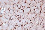 PACT Antibody in Immunohistochemistry (Paraffin) (IHC (P))