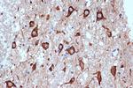 PACT Antibody in Immunohistochemistry (Paraffin) (IHC (P))