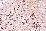 PACT Antibody in Immunohistochemistry (Paraffin) (IHC (P))