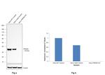 PACT Antibody in Western Blot (WB)