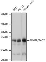 PACT Antibody in Western Blot (WB)