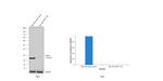 HPRT1 Antibody in Western Blot (WB)