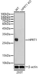 HPRT1 Antibody in Western Blot (WB)