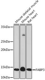 FABP3 Antibody in Western Blot (WB)